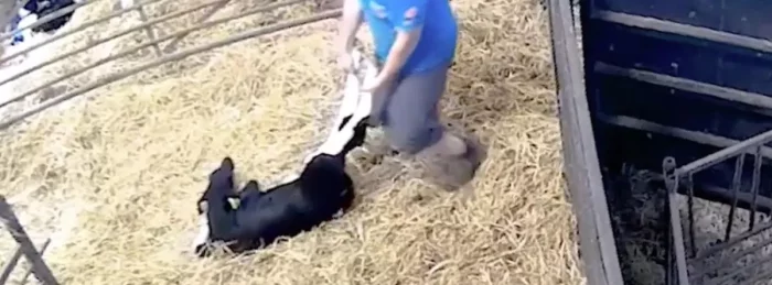 Calf dragged by farmer